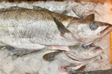 Fresh fish just caught in ice in a fish market box - 576034621