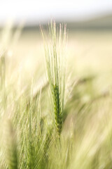 A single ear of wheat surrounded by other crop - 576034820