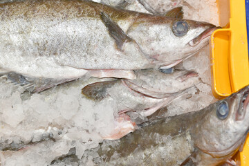 Fresh fish just caught in ice in a fish market box - 576034822