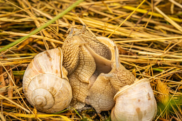 Schnecken bei der Paarung im Gras.