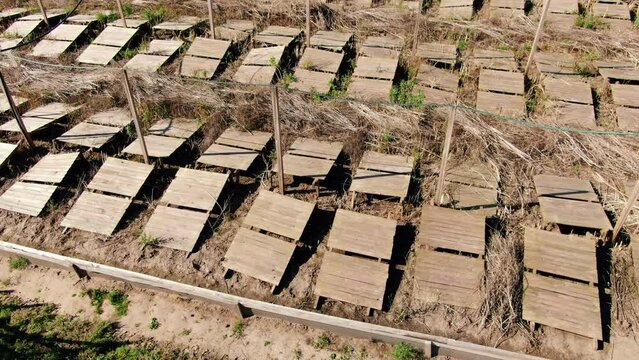 Rows of wooden decks for snail breeding in sunshine outdoors. Drone zoom out at farm with edible slugs growing