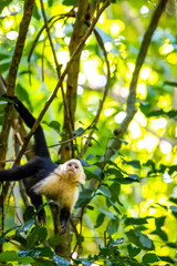 Honduras Karibik