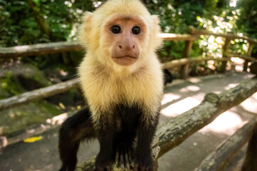 Honduras Karibik