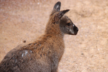 wallaby in a zoo in france