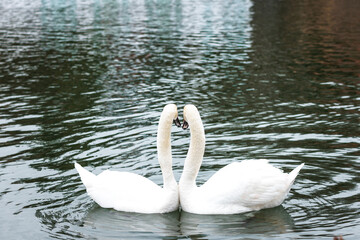 two swans in winter river, Romantic love