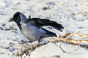 Hooded crow 