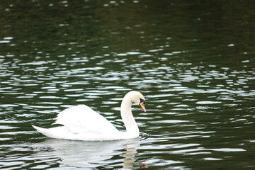 Swan in winter river, relax and calm