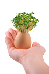 fresh watercress growing from an egg held in hand