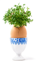 fresh watercress growing from an egg on a stand