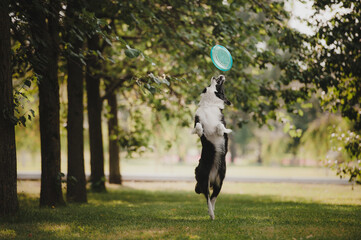 Black and white border collie catching a blue frisbee disc