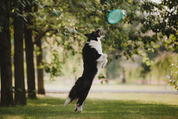 Black and white border collie catching a blue frisbee disc
