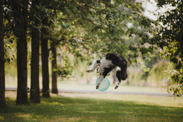 Black and white border collie catching a blue frisbee disc - obrazy, fototapety, plakaty
