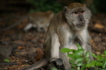 Thailand`s monkey sitting in the forest.