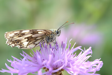 Schmetterling 1058 © K.-U. Häßler