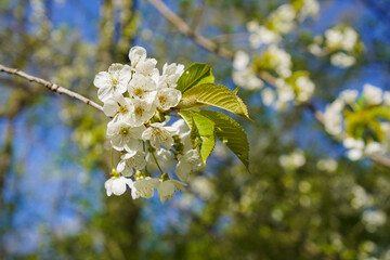 White blossoms of a fruit tree in the spring	