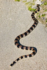 serpent