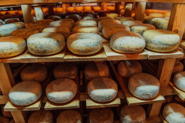 A large storehouse of manufactured cheese standing on the shelves ready to be transported to markets