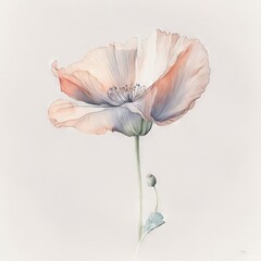 Fototapeta premium fading translucent poppy flower In translucent watercolour on white background Generative AI