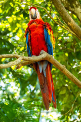 Honduras Karibik