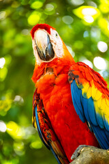 Honduras Karibik