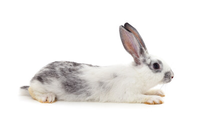 Gray rabbit is lying.