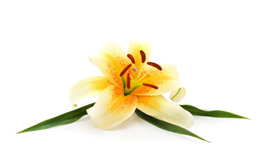 Obraz na płótnie Canvas Beautiful orange lily.