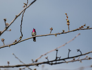 Iridescent Anna's Hummingbird perched on budding tree branch