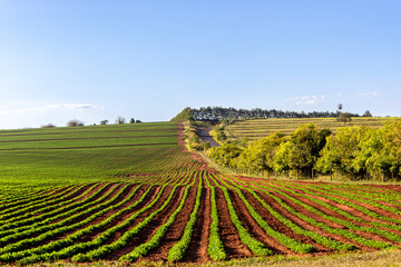 Fototapeta na wymiar Soybean fields, grown on a farm in Brazil, with country road background