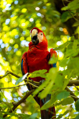 Honduras Karibik