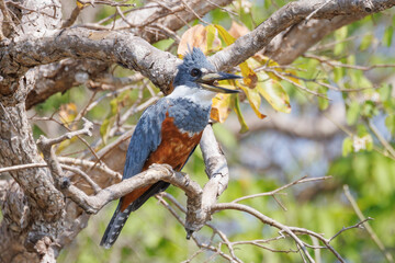 Ringe Kingfisher 
(Martim-pescador-grande)