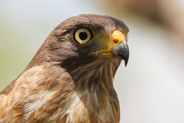 Roadside Hawk
(Gavião-carijó)
