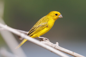 Saffron Finch female  (Sicalis flaveola)