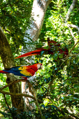 Honduras Karibik