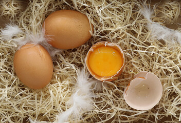 Chicken eggs  on straw with feathers, two whole and one halved