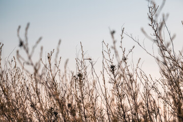 Obraz premium Plants against the sky. Grass taken from a low level near the ground