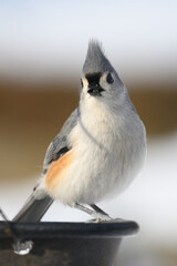 A closeup of a Tufted Titmouse on the edge of a black hanging metal feeder in our yard in Windsor...