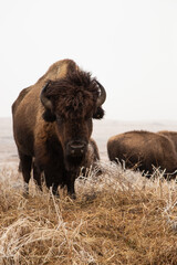 American bison standing in icy plains grass with more bison in the background and a white sky