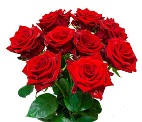 red roses on white background