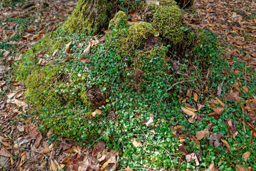 Partridgeberry plant in winter closeup