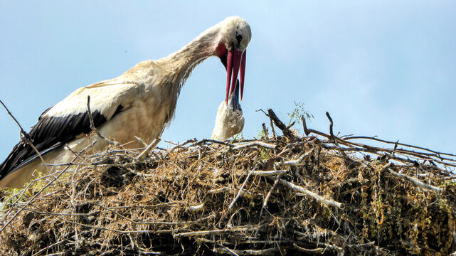 Busy white stork sits in its eyrie and feeds its newborn stork chick . Scene in Gdansk Masuria .