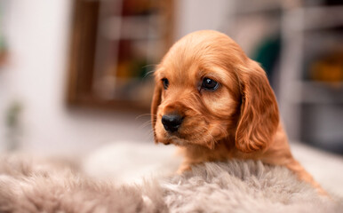 A red cocker spaniel puppy looks like a fluffy blanket. A cute puppy is one month old, it is on the background of a blurred room. The photo is blurred