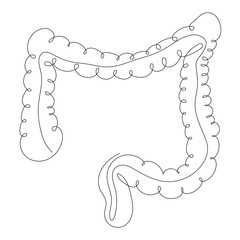 Large intestine in one line style, internal human digestive organ.