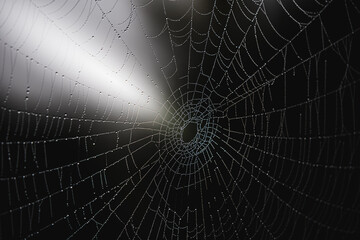 Ein großes Spinnennetz mit schönem Hintergrund und Wassertropfen.