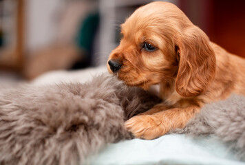 A red cocker spaniel puppy gnaws a fluffy blanket. A cute puppy is one month old, it is lying on its side on the background of a blurred room. The photo is blurred