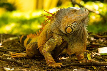 tier, leguan, eidechse, natur, reptil, gras, wild lebende tiere, garden, bird, kind, dekoration, wild, sommer, herbst, holz, fisch
