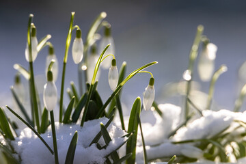 Schneeklöckchen