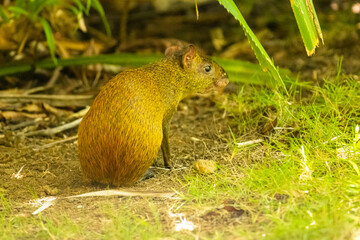 tier, leguan, eidechse, natur, reptil, gras, wild lebende tiere, garden, bird, kind, dekoration, wild, sommer, herbst, holz, fisch