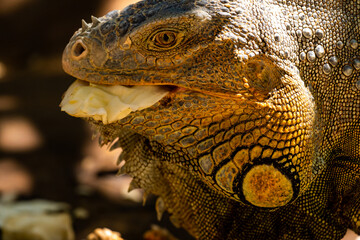 tier, leguan, eidechse, natur, reptil, gras, wild lebende tiere, garden, bird, kind, dekoration, wild, sommer, herbst, holz, fisch