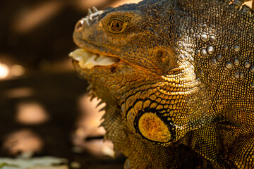 tier, leguan, eidechse, natur, reptil, gras, wild lebende tiere, garden, bird, kind, dekoration, wild, sommer, herbst, holz, fisch