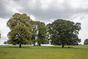 Trees in the park